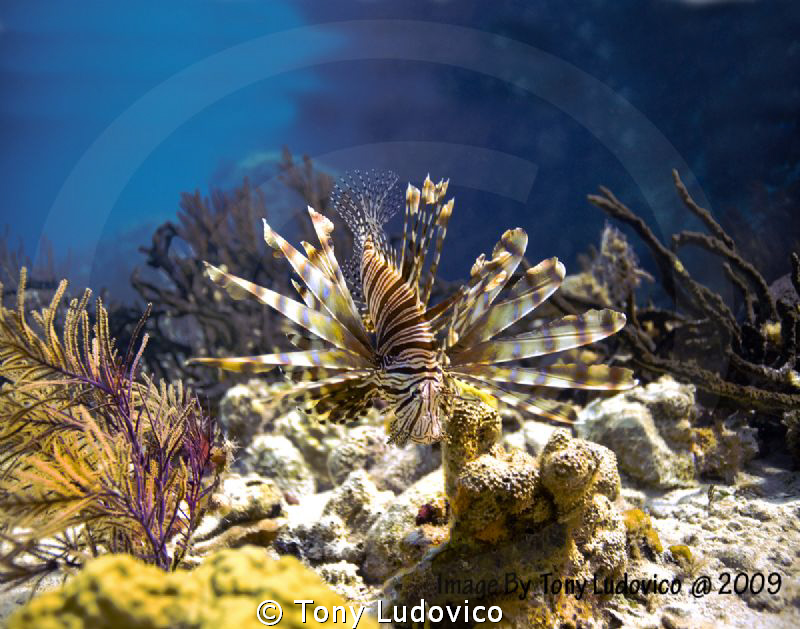 Lionfish by Tony Ludovico 