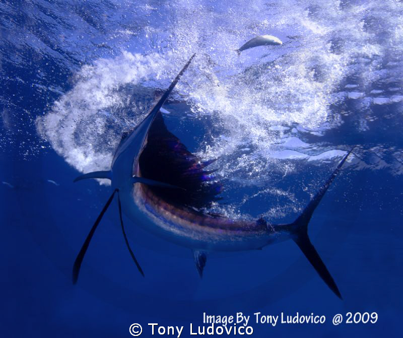 Surface Tension by Tony Ludovico 