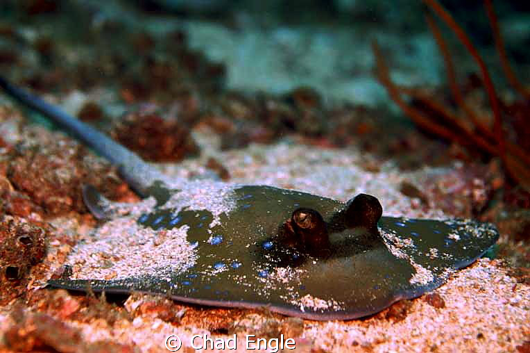 A stingray hanging out long enough to peek into a lense. by Chad Engle 
