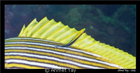Bali, Tulamben, liberty wreck dive point. by Ahmet Yay 