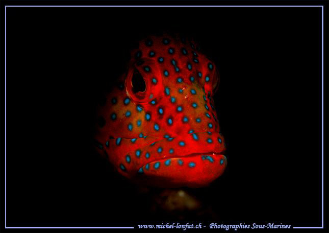 Grouper coming out of it's hide out... que du bonheur... ... by Michel Lonfat 