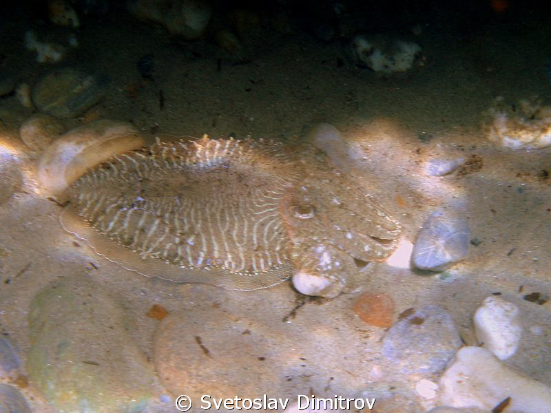 Aegean squid by Svetoslav Dimitrov 