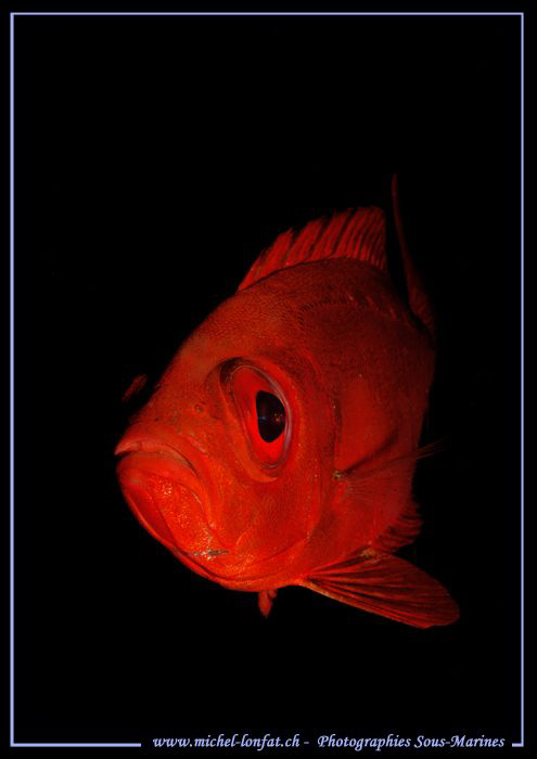 Red on Black... Beautiful Encounter... Que du bonheur... ... by Michel Lonfat 