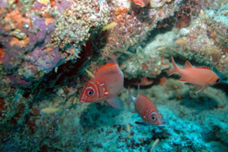 Squirel Fish. These guys didn't mind being disturbed too ... by Grant Kennedy 