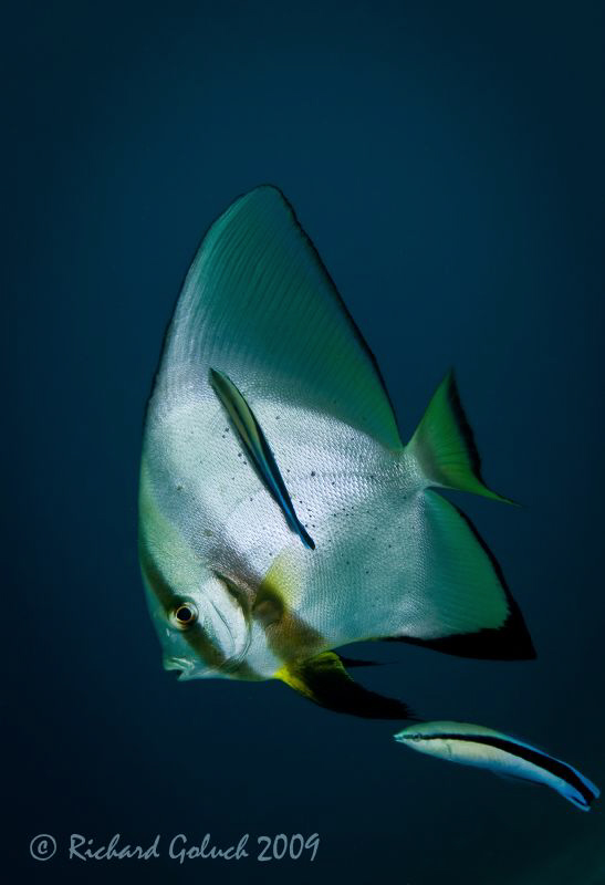 Batfish and Cleaner Wrasse-Raja Ampat by Richard Goluch 