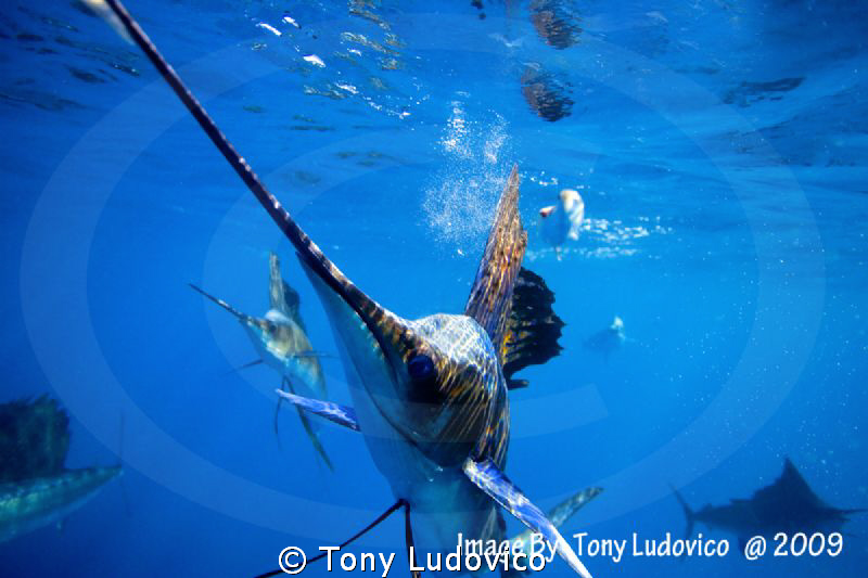 Close Call by Tony Ludovico 