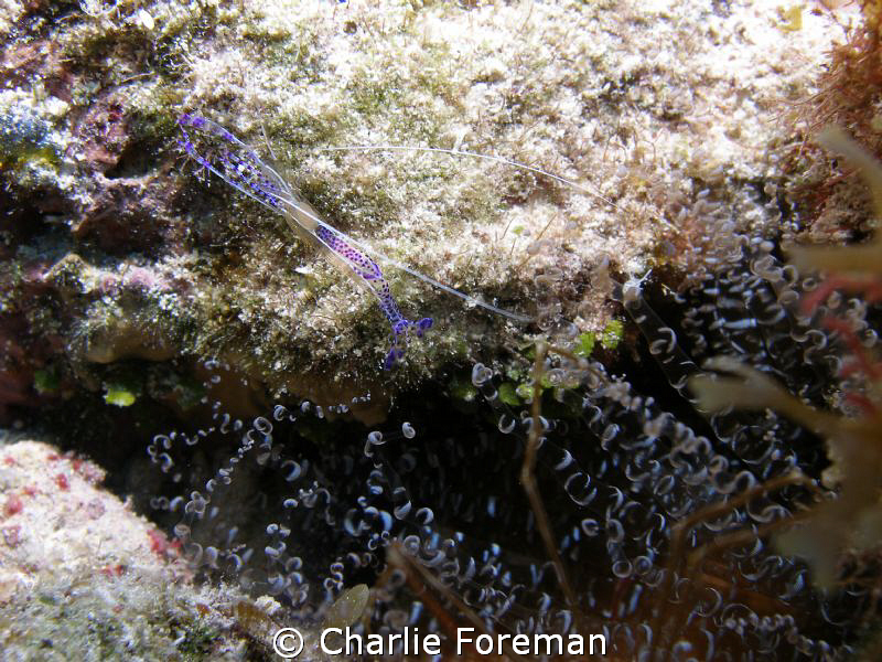 Pederson Shrimp in corkscrew anemone. Taken aboard the UT... by Charlie Foreman 