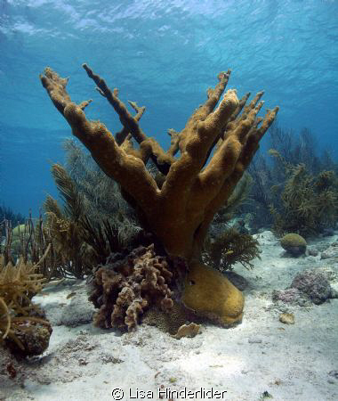 A healthy stand of elkhorn coral in the shallows at Karpa... by Lisa Hinderlider 