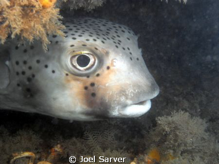 Spotted Burfish-Blue Heron Bridge in Riveria Beach by Joel Sarver 