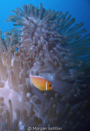 Taken some time ago at the Great Barrier Reef but only re... by Morgan Ashton 