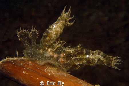 Melibe engeli by Eric Fly 