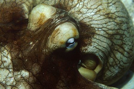 this guy was great shot at night again in Cozumel. MX Nik... by Michael Odonnell 