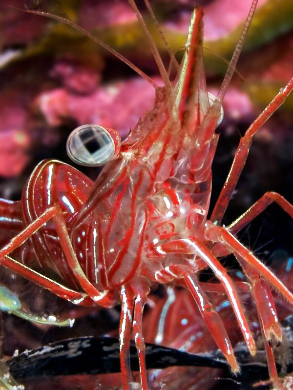 "Durban hinge-beak prawn"

Found in the El quadim Bay, ... by Henry Jager 