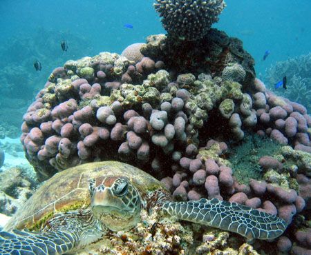 "Hawkesbill Turtle", Ningaloo Reef by Penny Murphy 