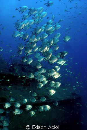 Shoal of Chaetodipterus faber sinking sailboat, Recife-PE... by Edson Acioli 