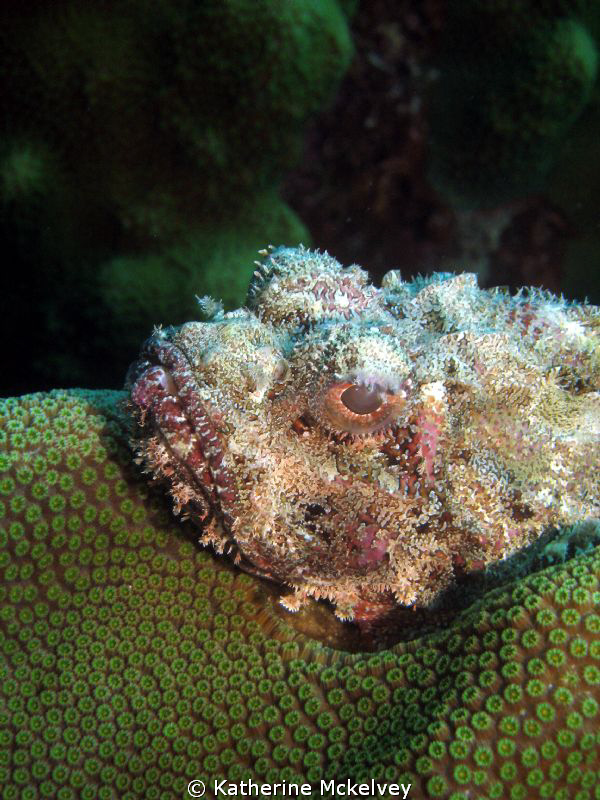 This lovely creature was ever so comfortable atop its gre... by Katherine Mckelvey 