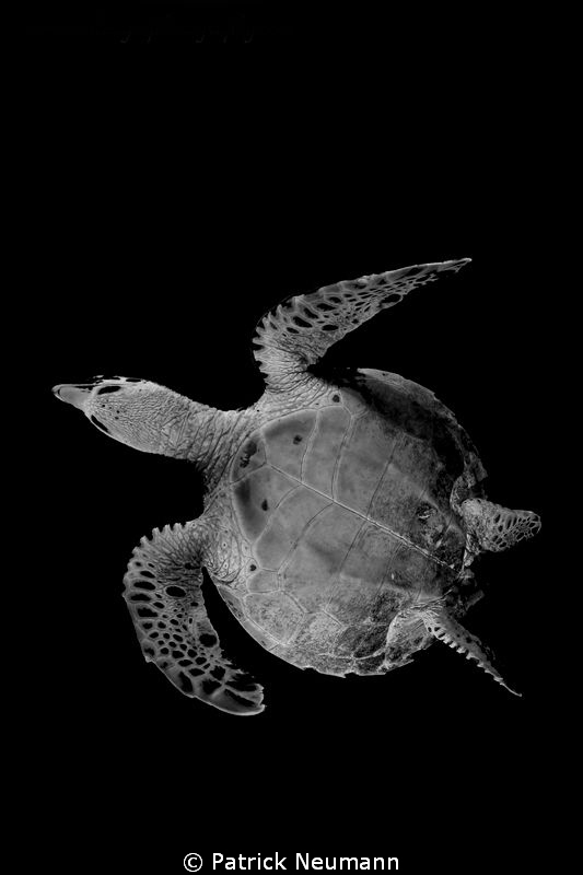 miss turtle b&w by Patrick Neumann 