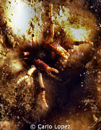A small crab living buried in a rock by Carlo Lopez 