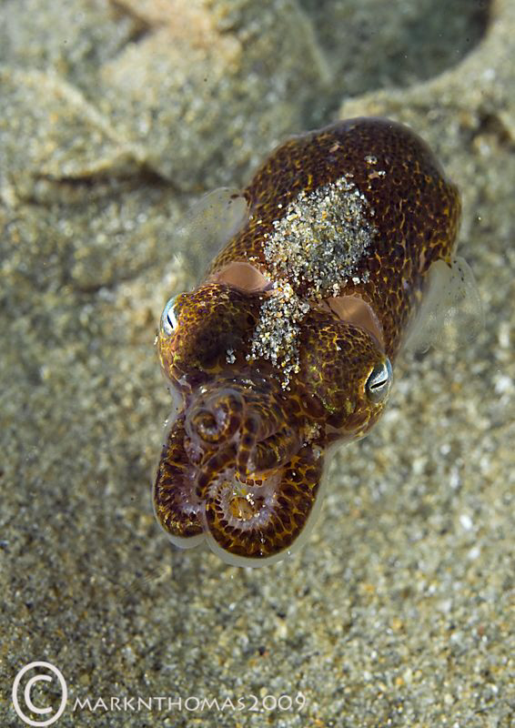 Little Cuttle.
Trefor Pier, N. Wales.
D3 105mm. by Mark Thomas 