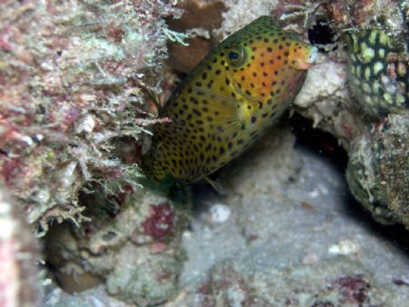 Take it by Olympus C5060 in kish Island with buitin Flash by Farzad Setayesh 