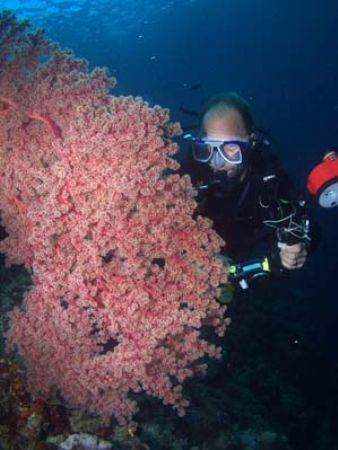 I caught my husband, Yves, looking at this magnificent co... by Erika Antoniazzo 