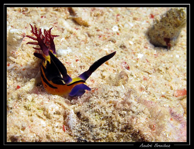Nembrotha à grandes cornes by André Bruchez 