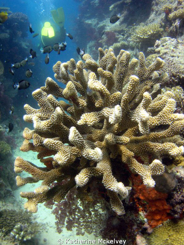 Tons of fish in Fiji! by Katherine Mckelvey 