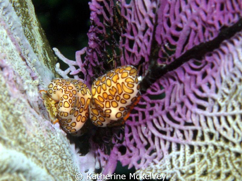 Flamingo tongues on a purple Sea Fan. by Katherine Mckelvey 