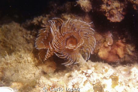 A Bispira Volutacornis, a bristelworm living on rocky bot... by Carlo Lopez 