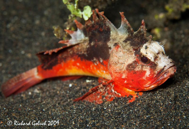 Whiteface Waspfish-Lembeh by Richard Goluch 