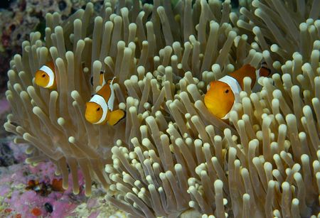'Threesome'

Wakatobi by Claudia Pellarini 