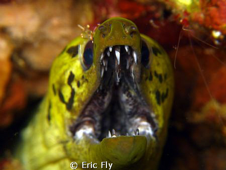 My what big teeth you have! by Eric Fly 