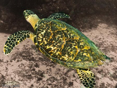 Taken on reefs of Roatan. The background was desaturated ... by Toby Lynch 