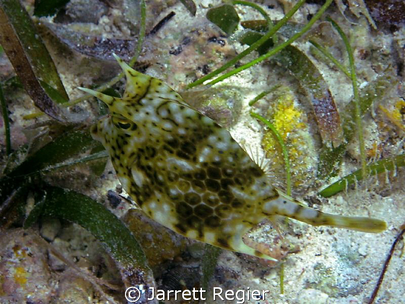 Cowfish by Jarrett Regier 