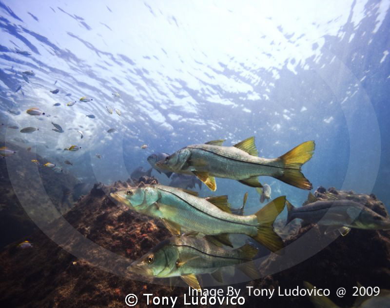 No Pictures Please
 by Tony Ludovico 