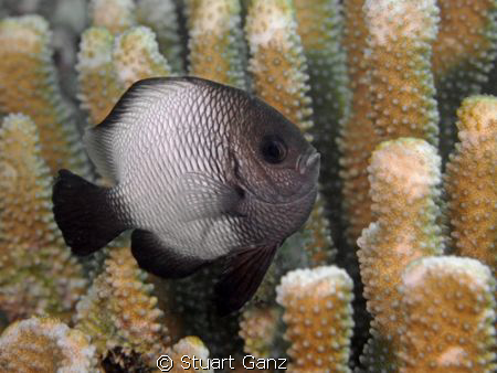 Domino Damsel Fish by Stuart Ganz 
