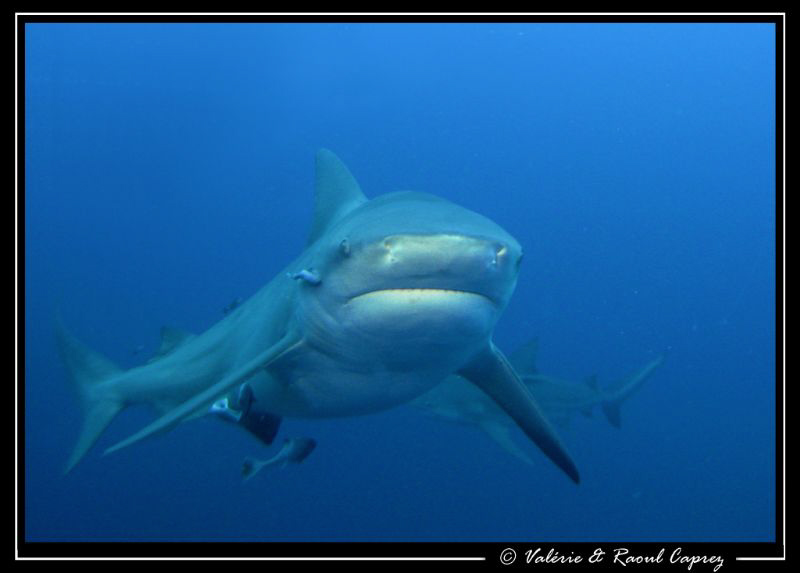 A curious one ... by Raoul Caprez 