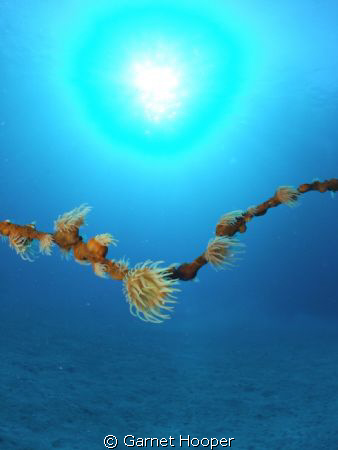 Anemones on a lone whip coral in a sand desert. This imag... by Garnet Hooper 