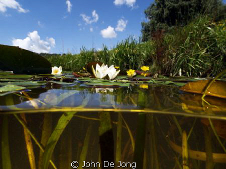 Another half-half in freshwater, close to my home. by John De Jong 