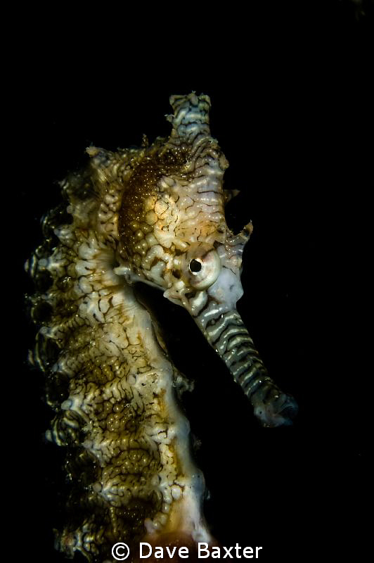 a ripper dive tonight at the man made wreck trail by Dave Baxter 