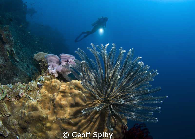 crinoid on Apo Island, Philippines by Geoff Spiby 