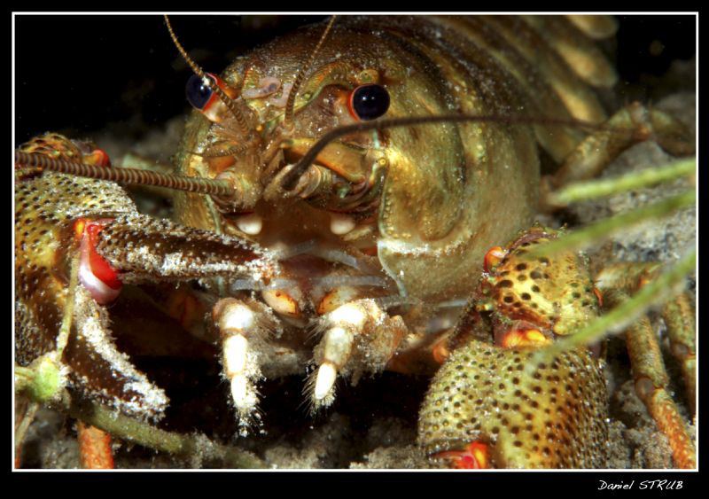 Noble cray fish detail by Daniel Strub 