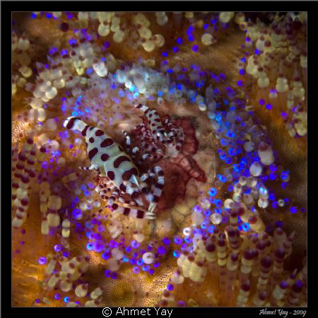 Bali, SD Point, Coleman shrimp (Periclimenes colemanii) by Ahmet Yay 