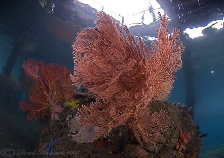 Sea fans under KBR jetty. D200, 10.5mm. by Derek Haslam 