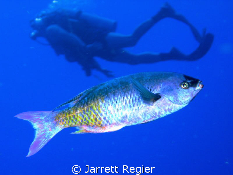 That's a big fish! by Jarrett Regier 