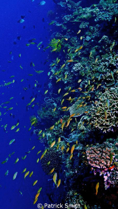 Wide shot on the wall off of Apo Island , Phillipines. by Patrick Smith 