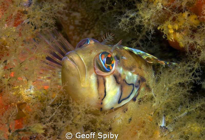 a clinid nestled amongst the sea cucumbers by Geoff Spiby 