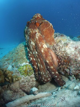 Octopus displaying (aggression?) as it comes out of it's ... by Garnet Hooper 