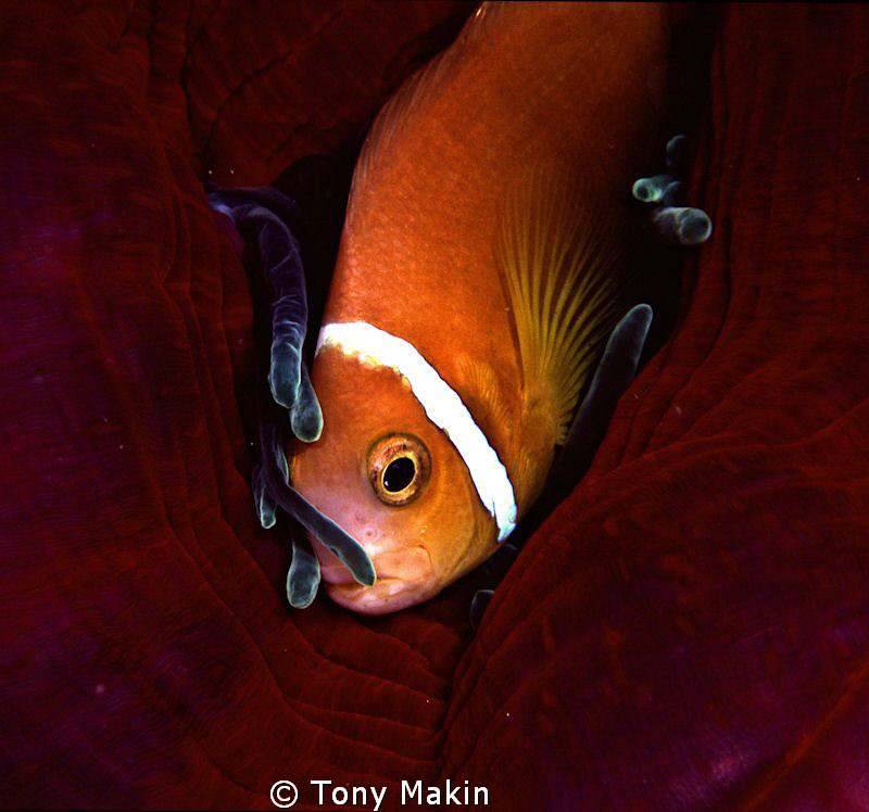 Hiding by Tony Makin 