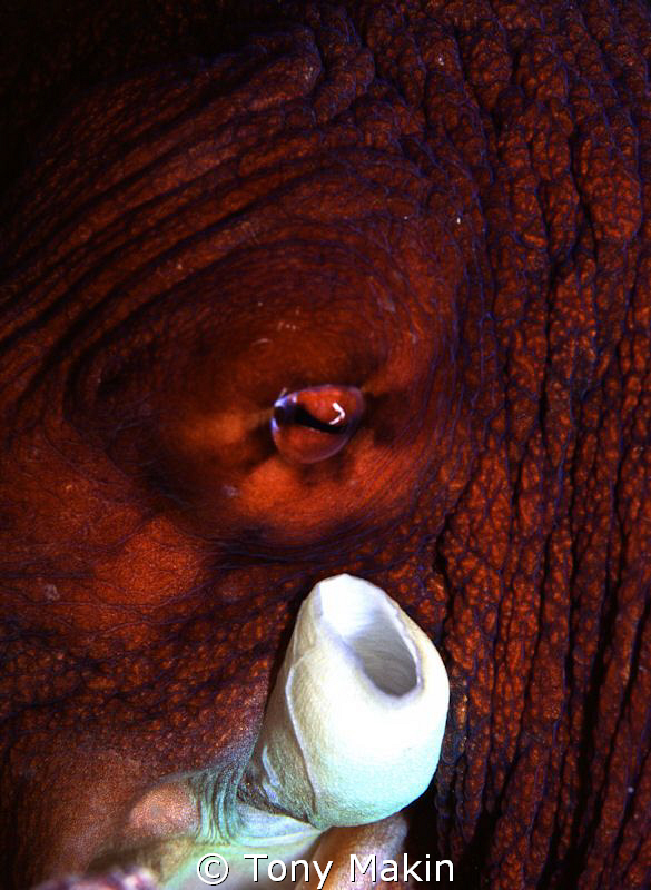 The eye of the octopus by Tony Makin 